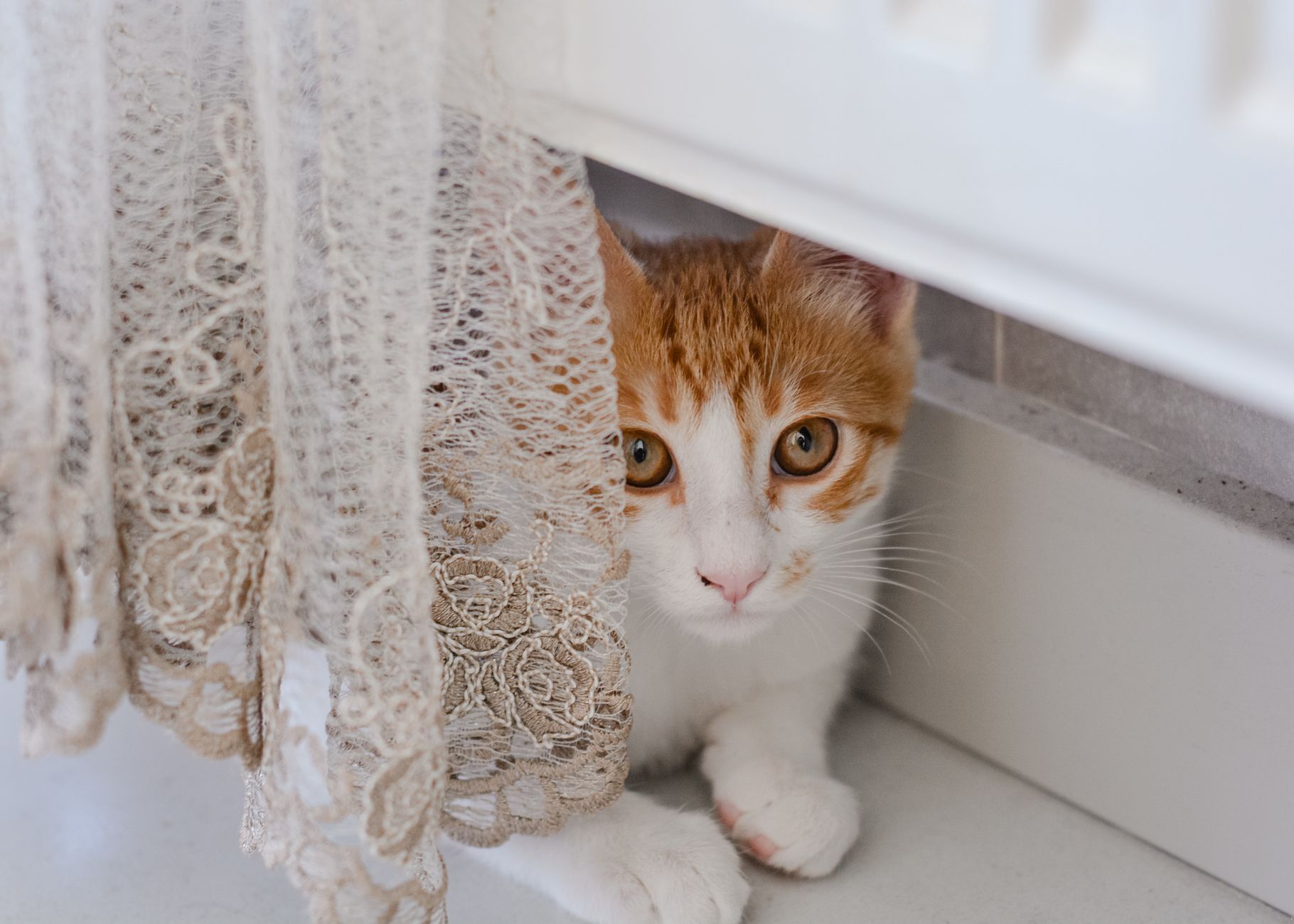 tabby cat peeking out of mesh pet carrier under airplane seat