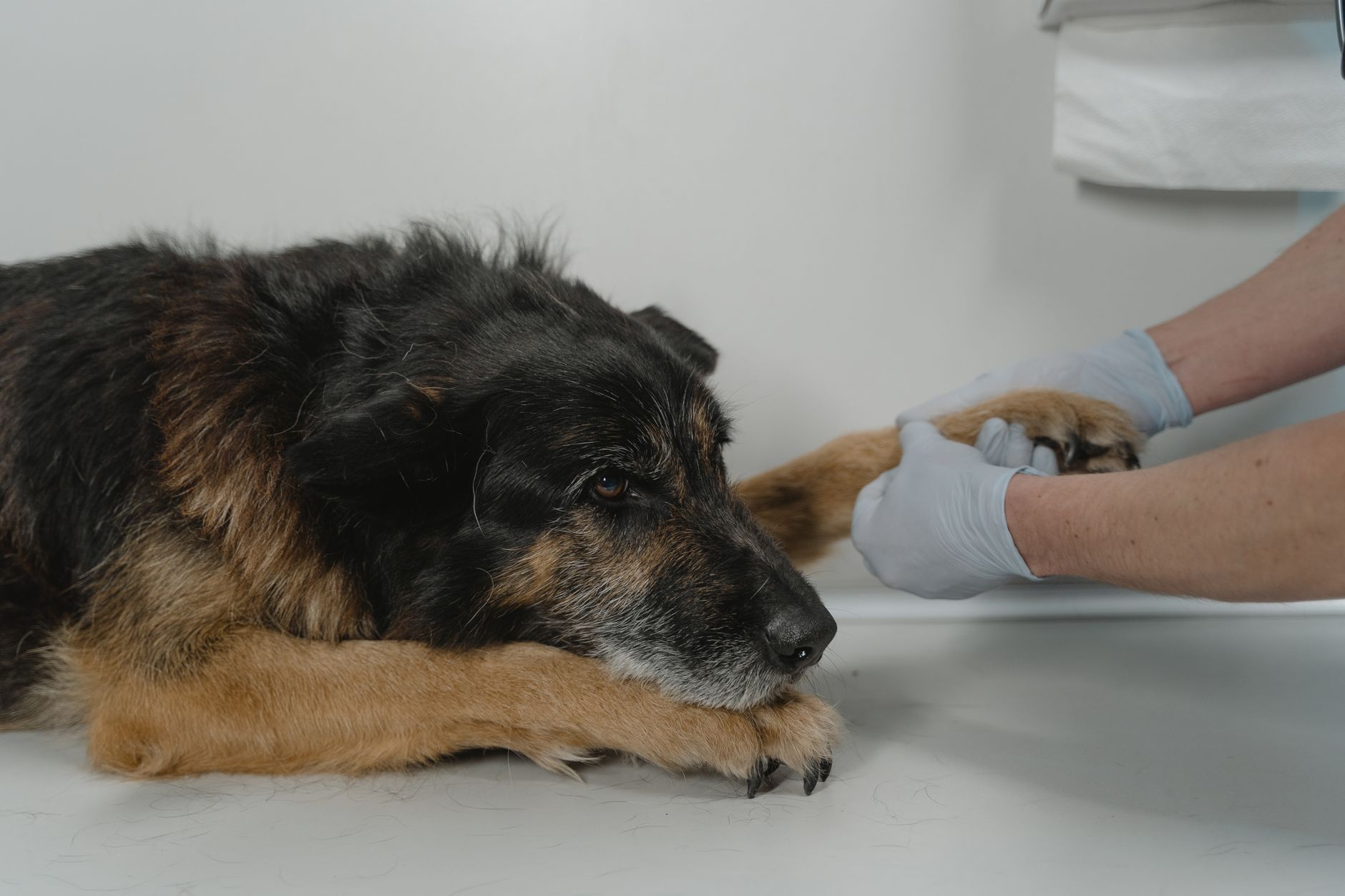 American Airlines Dog Travel: Cabin, Cargo and Service Dog Rules (2026)