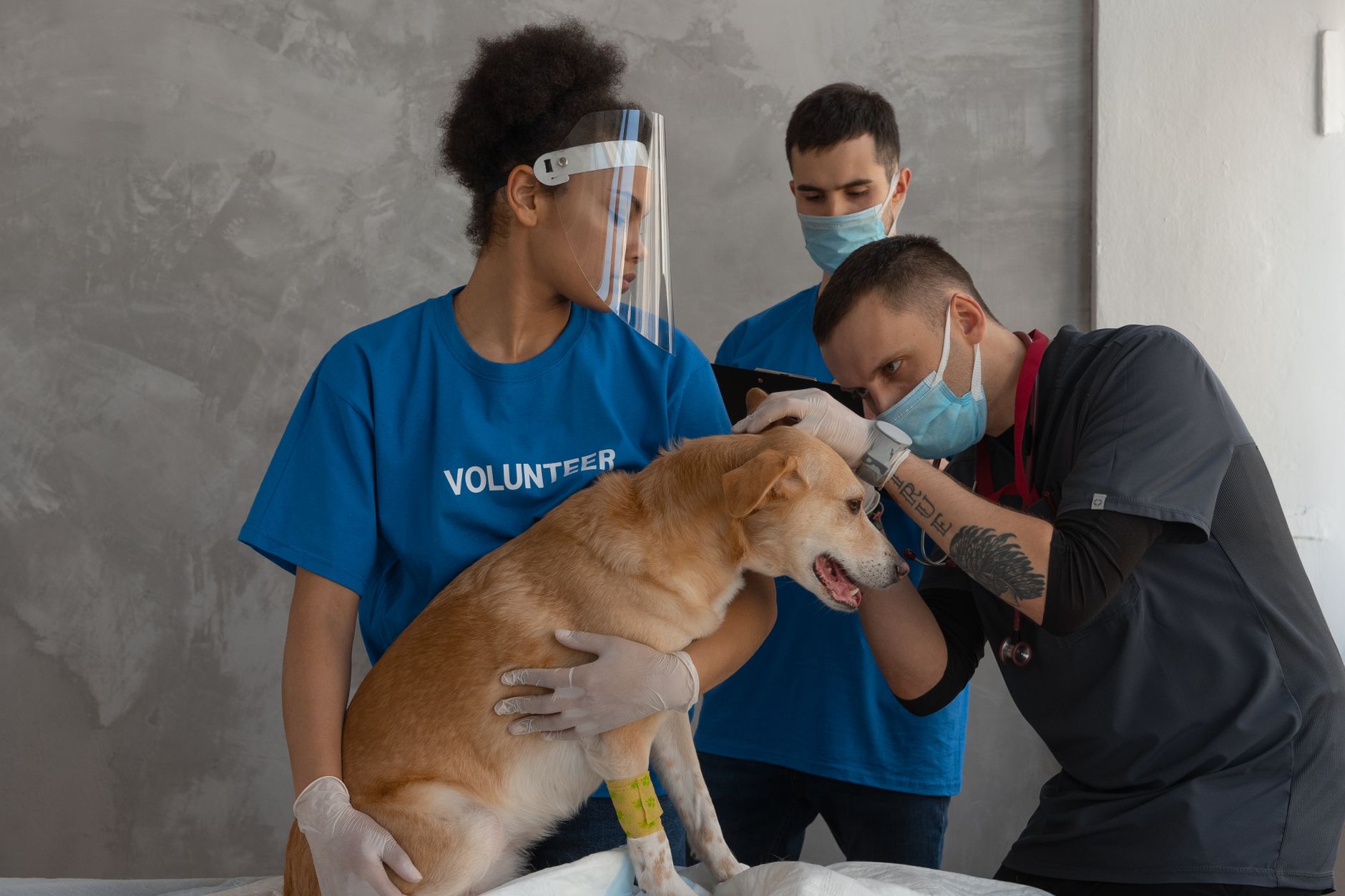 golden retriever puppy veterinary clinic microchip appointment