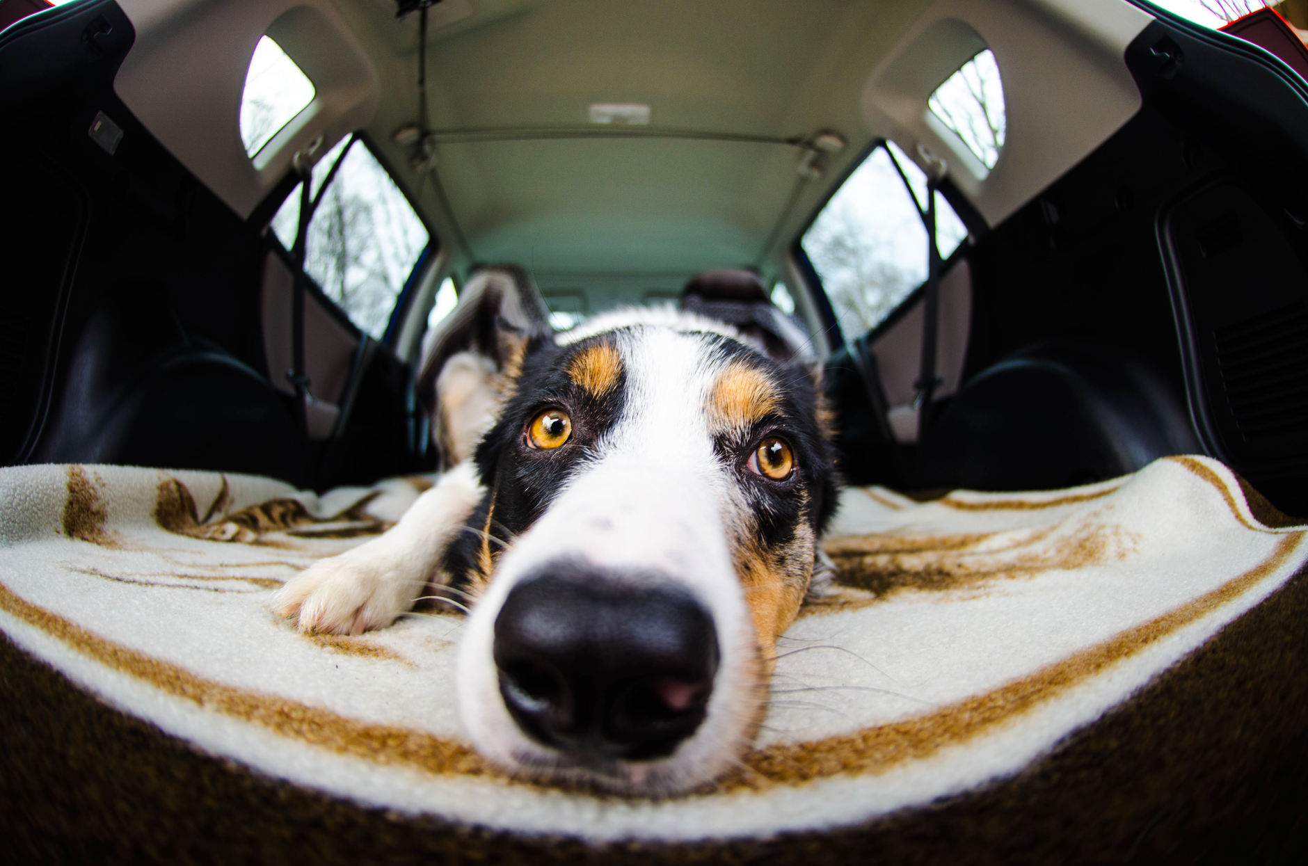 Cheap Pet Carriers for Cats: Size, Safety, and the Fee Trap