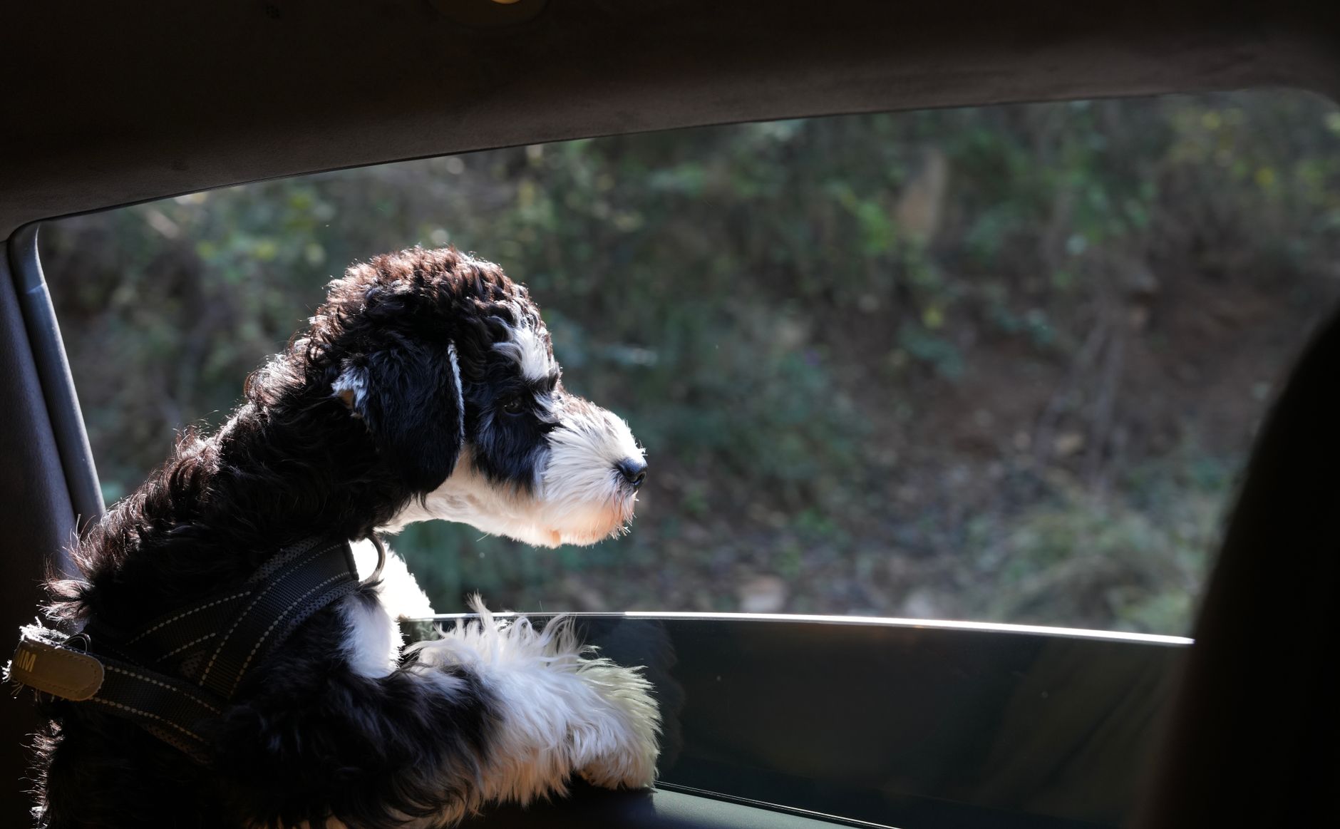 puppy in pet carrier strapped to car back seat road trip