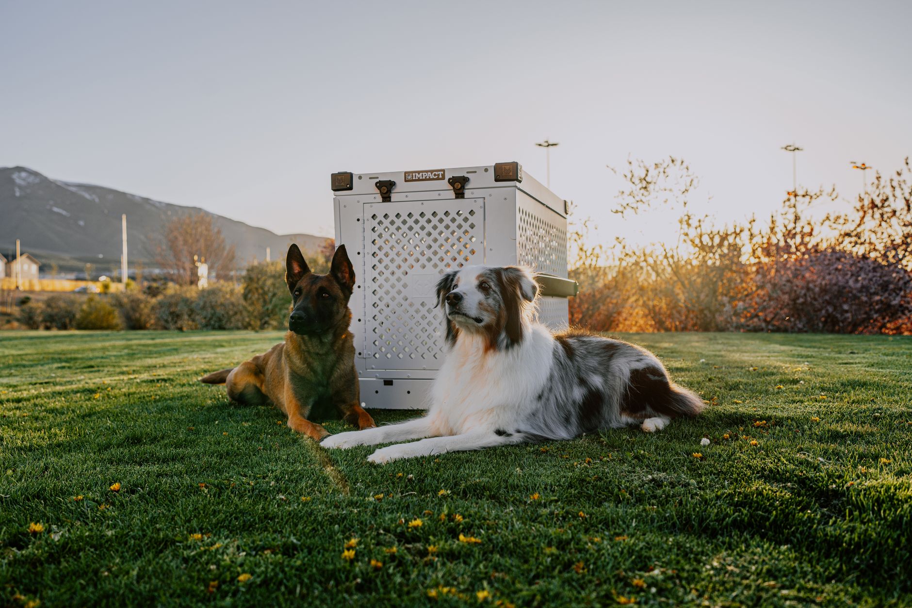 Dogs Into UK: How to Bring a Dog to Great Britain