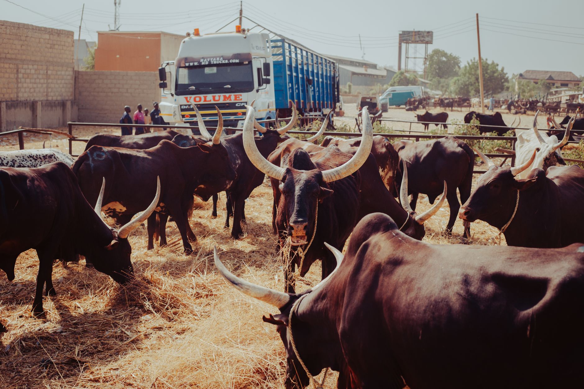 cattle loaded onto livestock truck beside flooded pasture