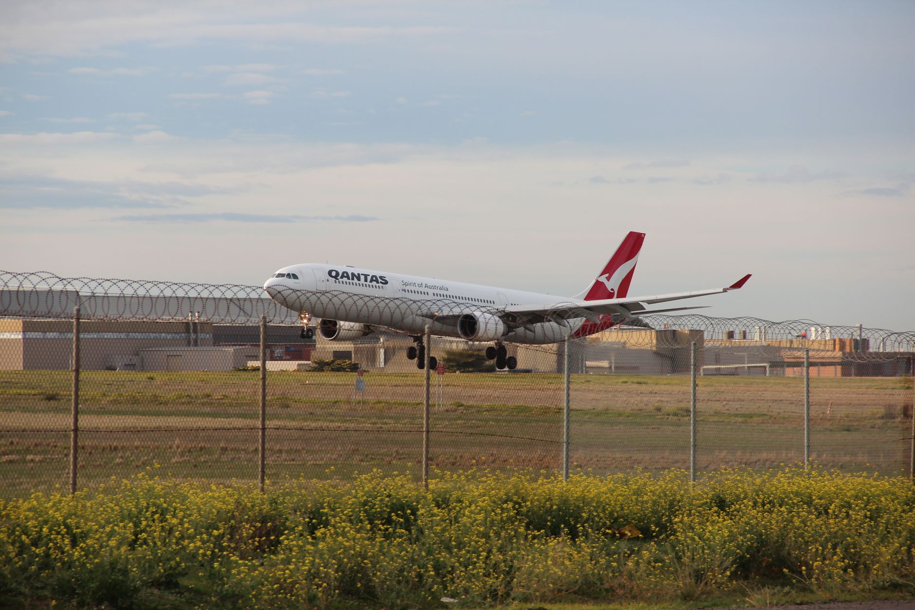 airline cargo crate dog Melbourne airport arrival