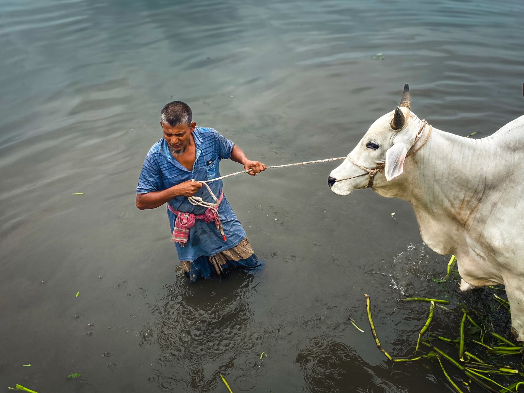 flooded pasture farmer leading cattle through water Pakistan