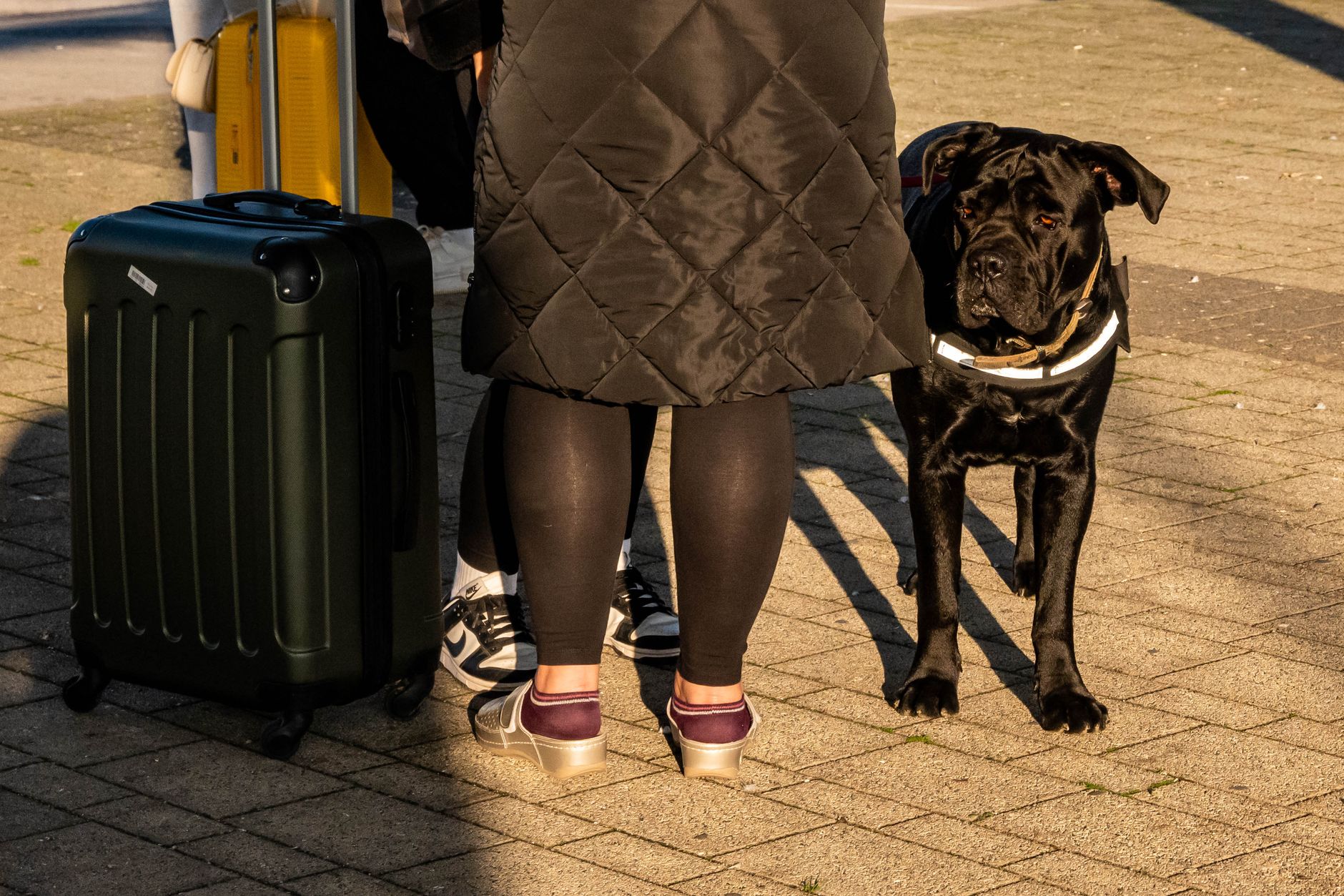 traveler with dog at border checkpoint inspection