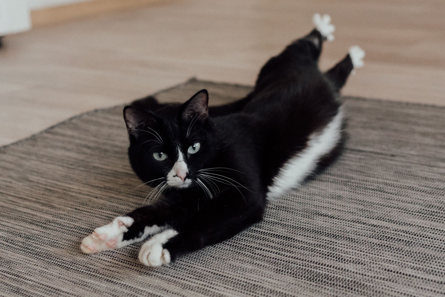 budget soft-sided cat carrier on living room floor