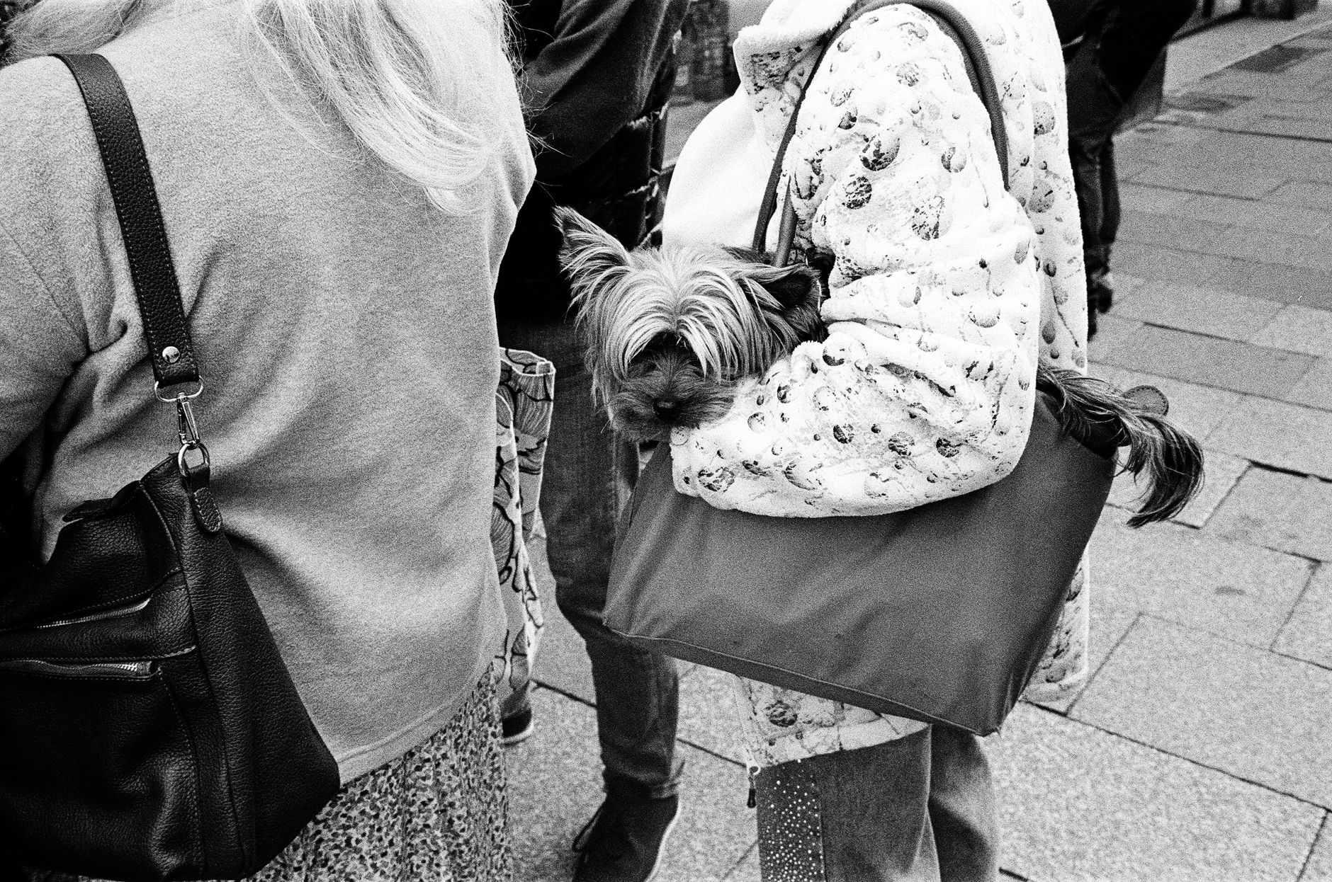 Dog Travel Bag Airline Approved: Cabin Size Rules That Matter