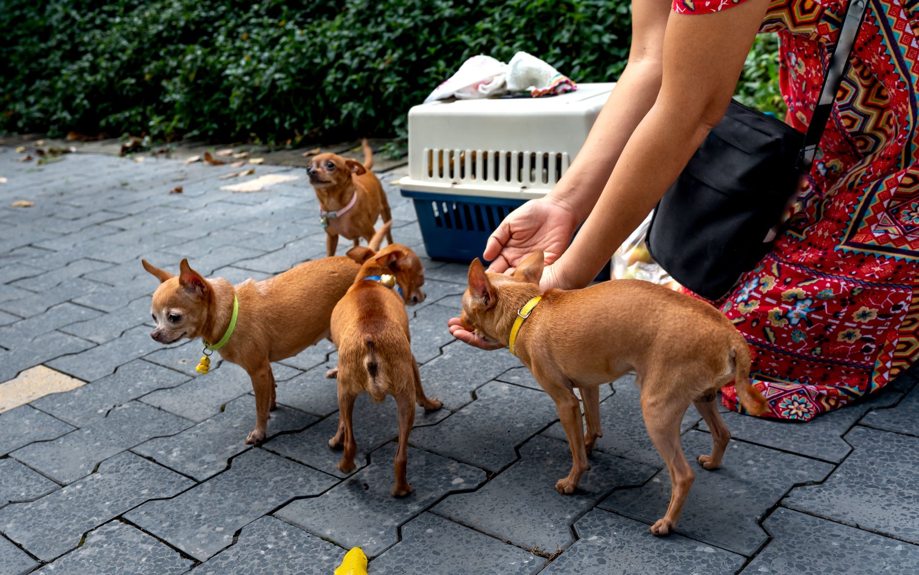Southwest Air Pet Carrier Rules: Size, Fees & Booking Steps (2026)
