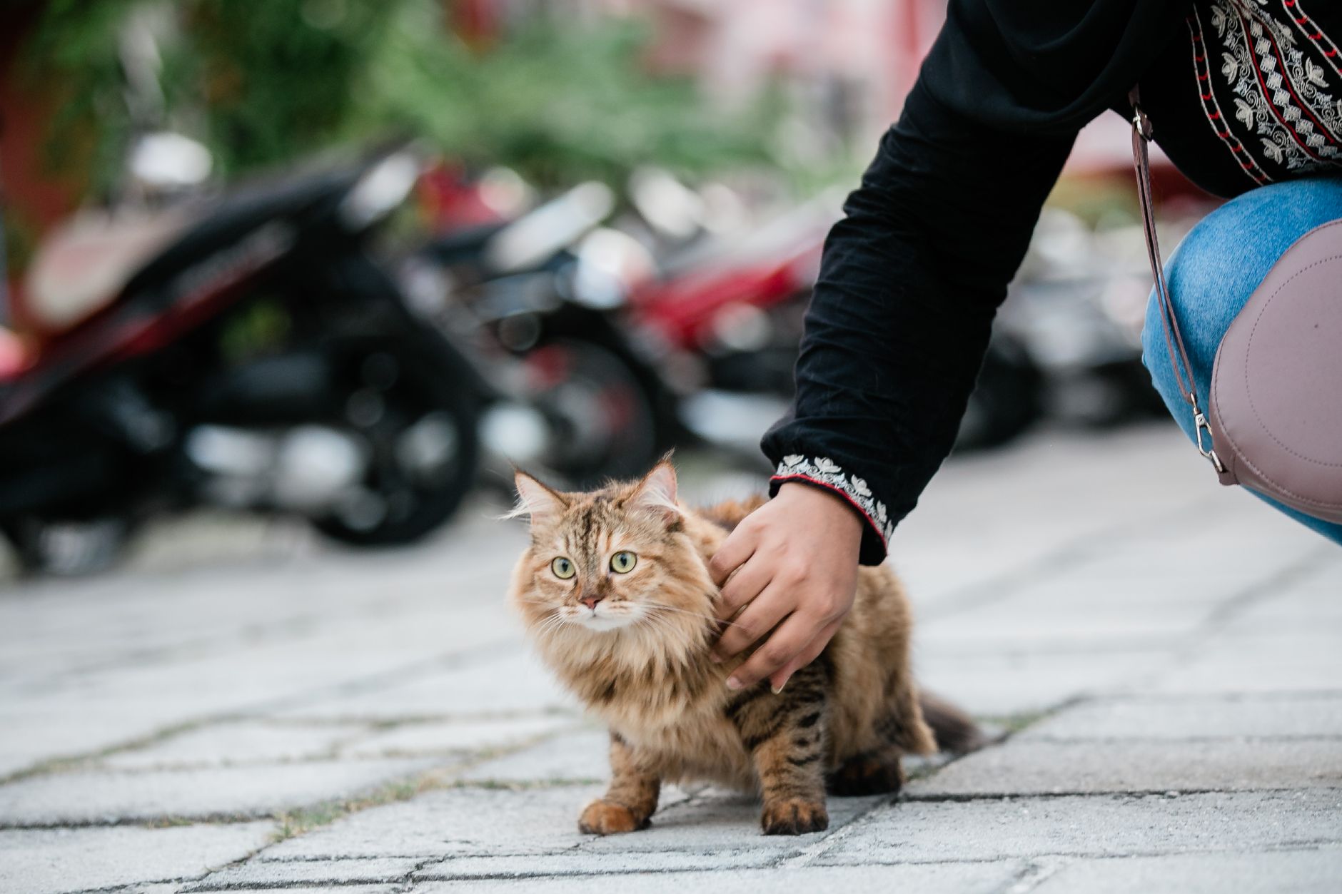 Pet Carriers for Cats: Soft vs Hard, Sizing, and Airline Rules