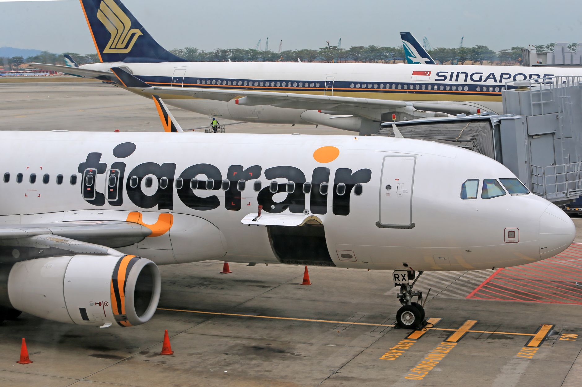 passenger checking in dog kennel at airline counter
