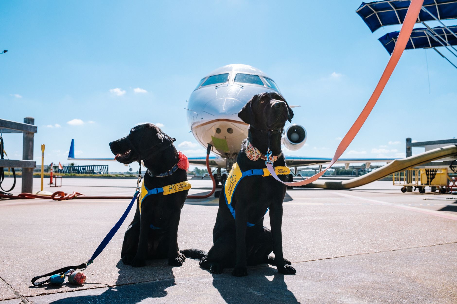dog boarding airplane travel