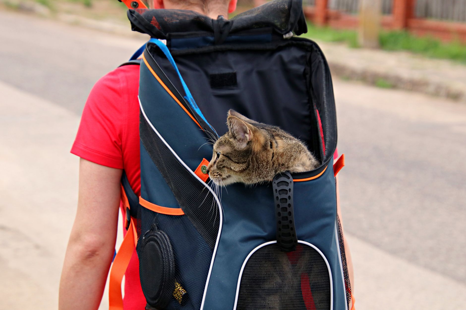 tabby cat inside pet carrier