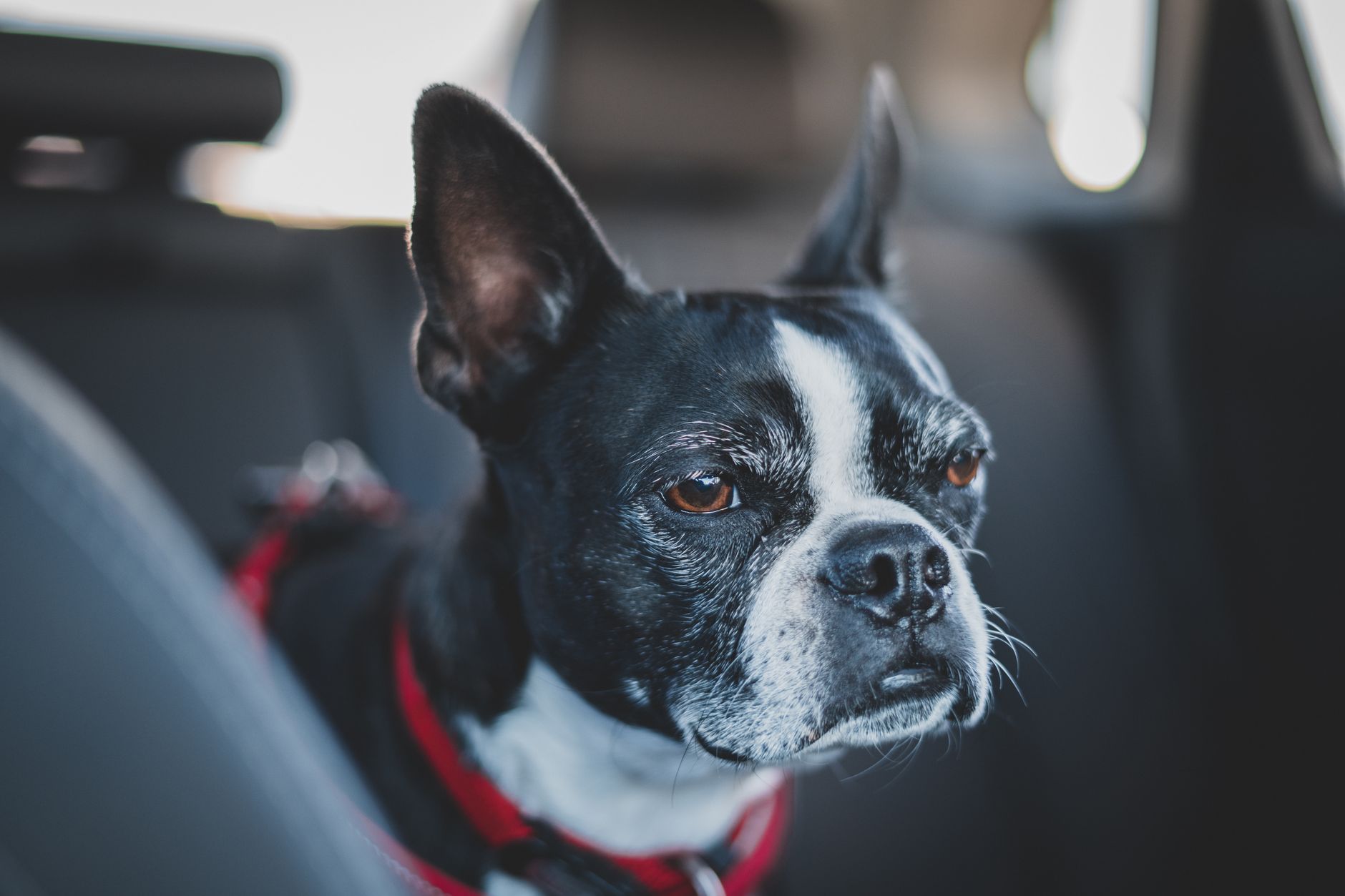 Carrier for Dogs: How to Choose Size, Type, and Travel Gear