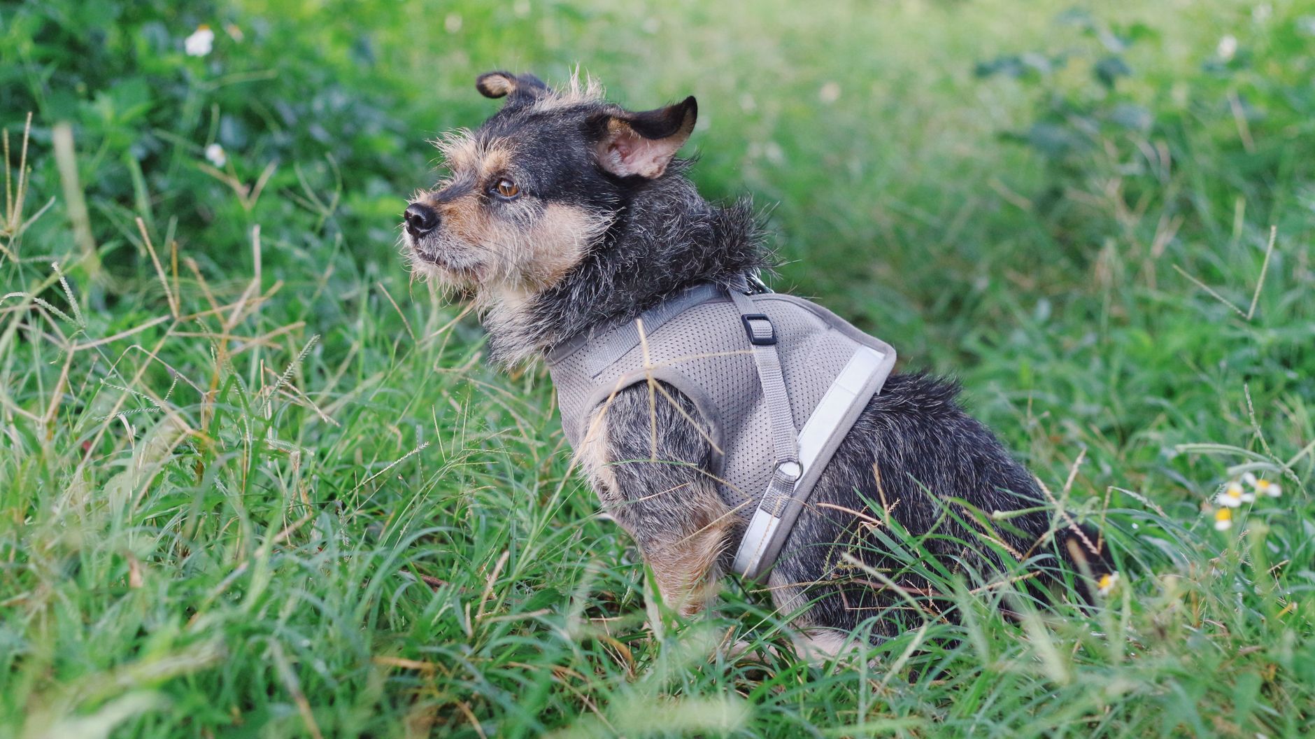 small terrier soft mesh carrier under airplane cabin seat
