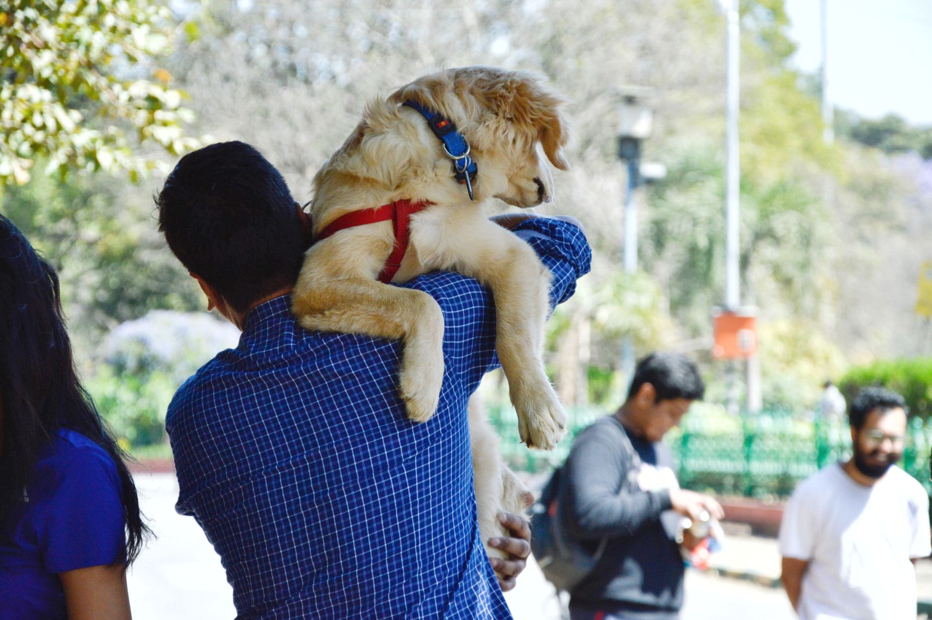 owner carrying tiny puppy in sling carrier on busy city sidewalk