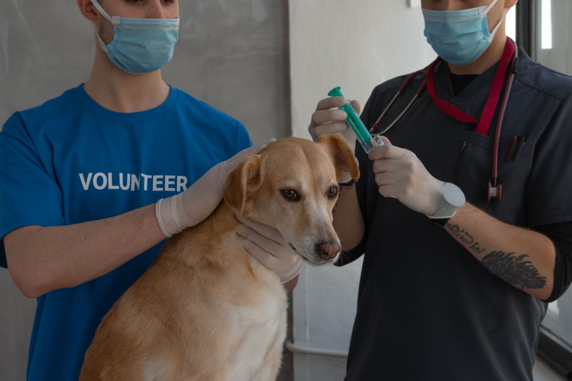 How to Bring a Dog From Canada to the USA (2026 CDC & USDA Rules)