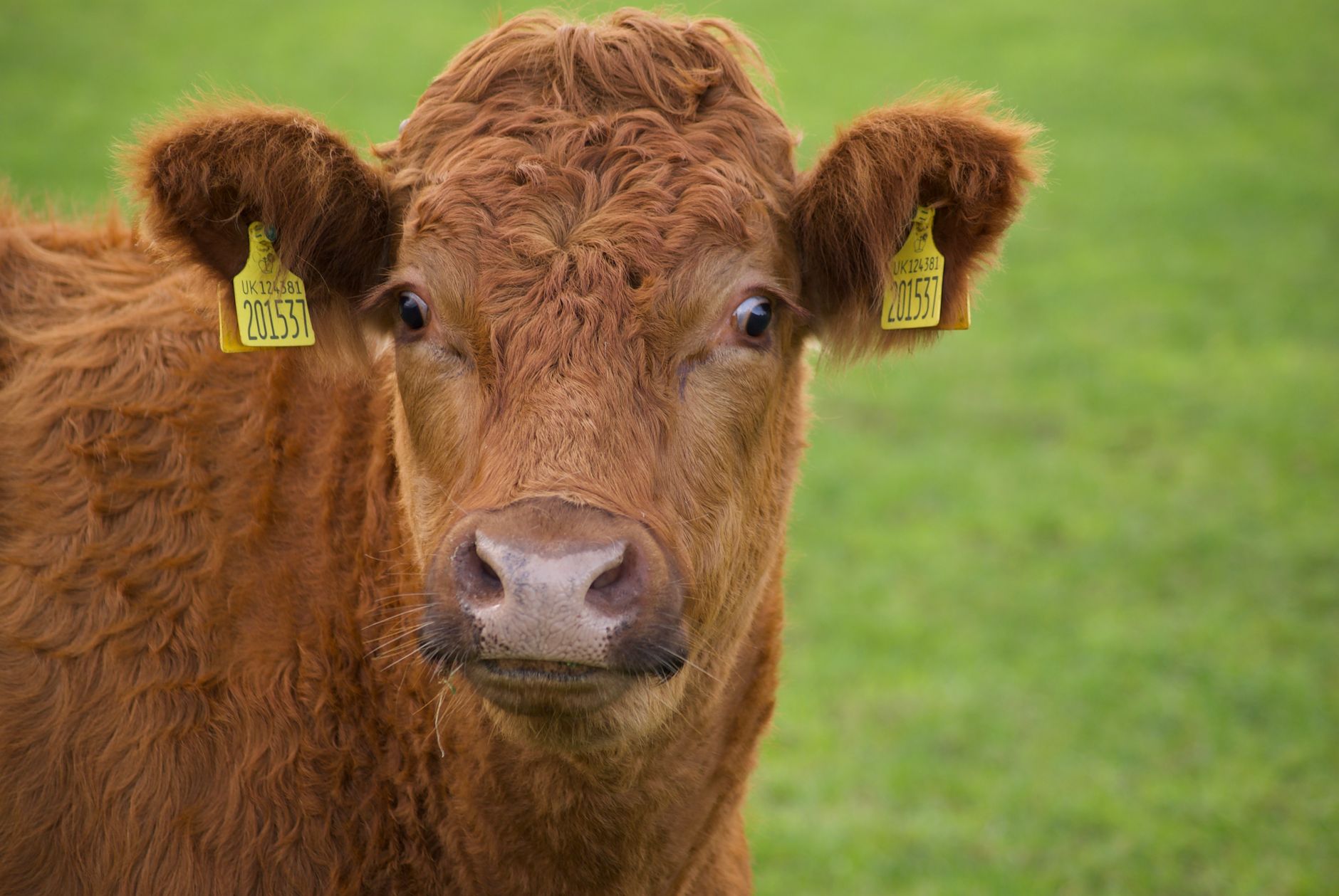 Do Animals Need Passports? EU, US, and UK Rules Explained (2026)