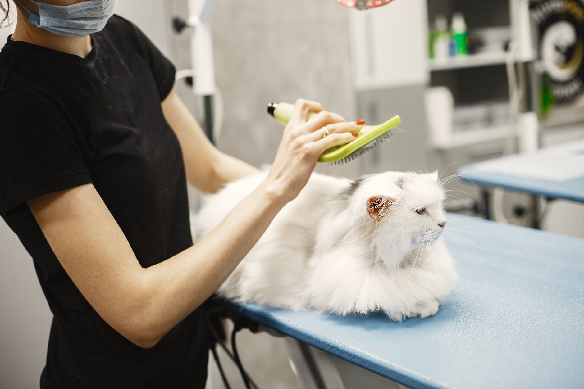 cat inside ventilated pet kennel airport check-in