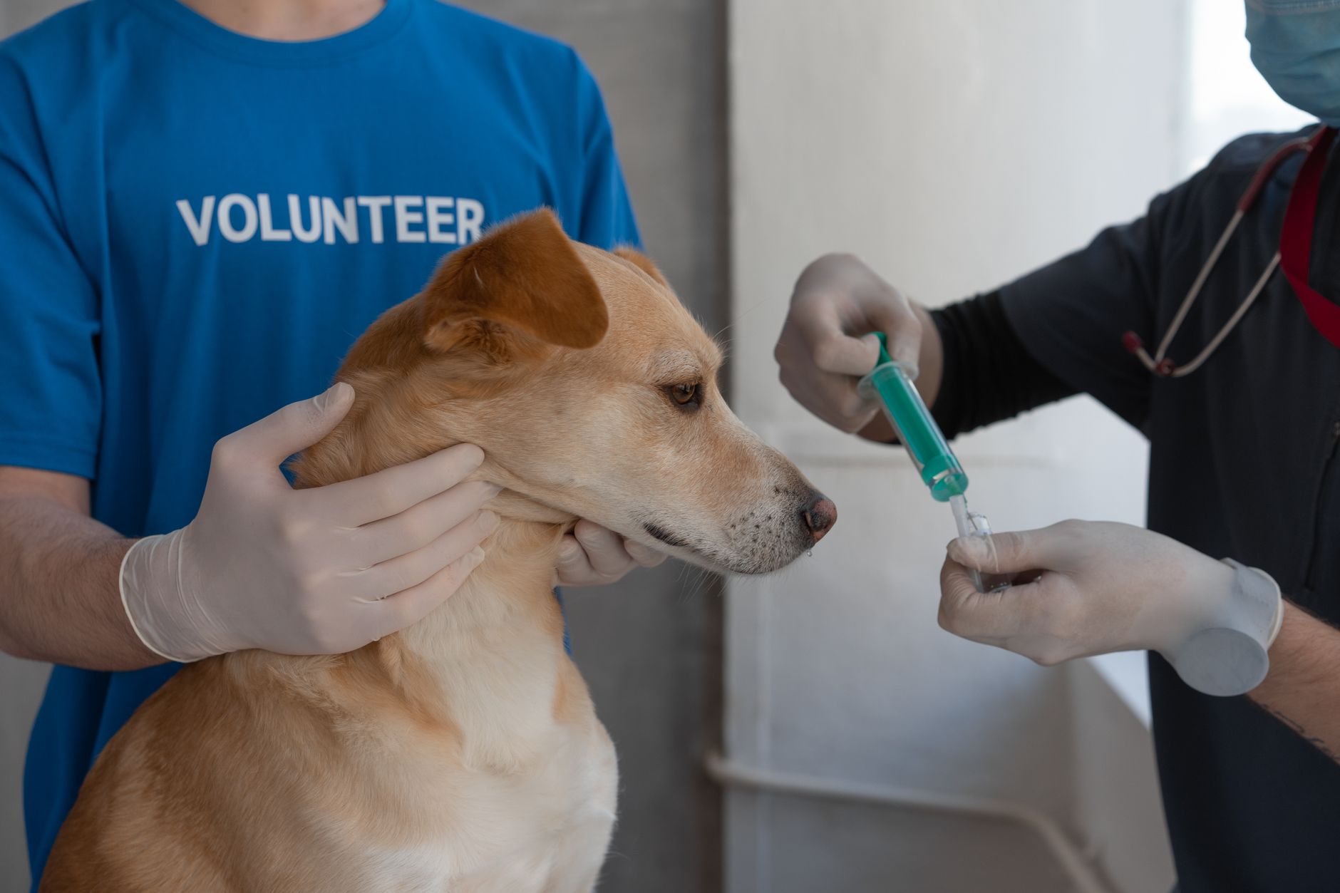 veterinarian scanning dog microchip during clinic appointment