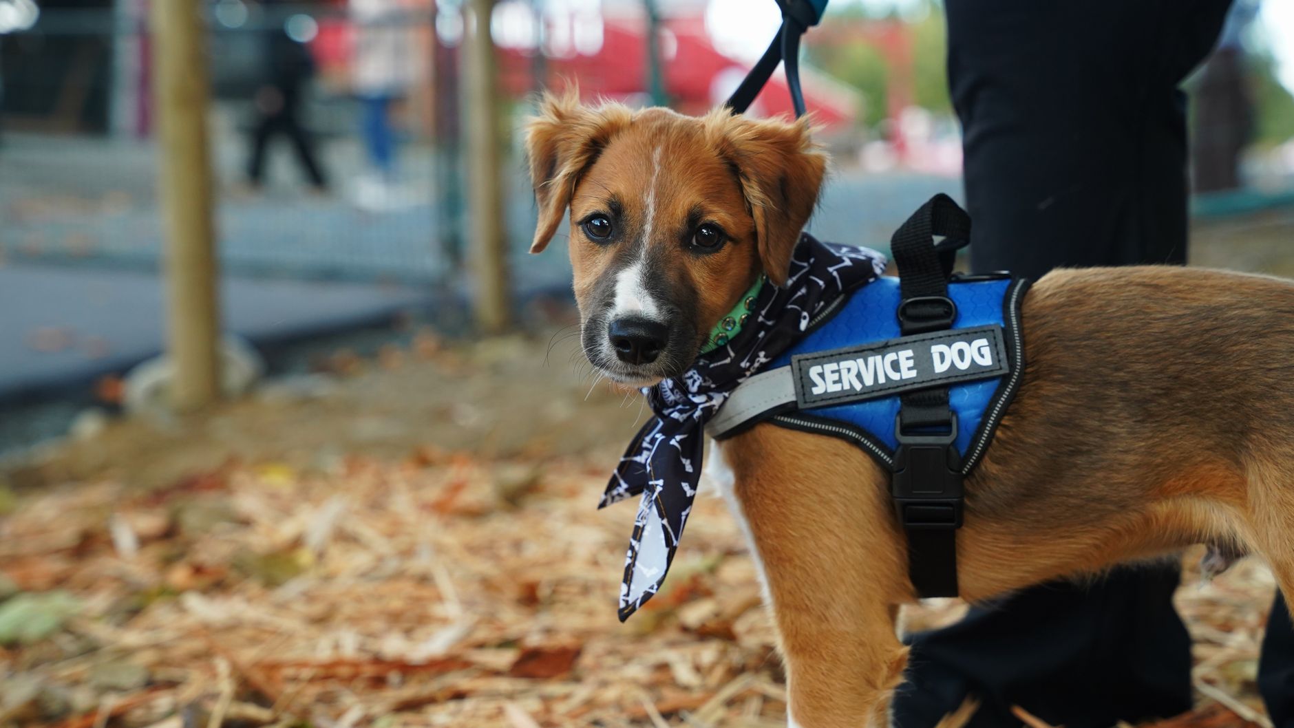 assistance dog with handler airport