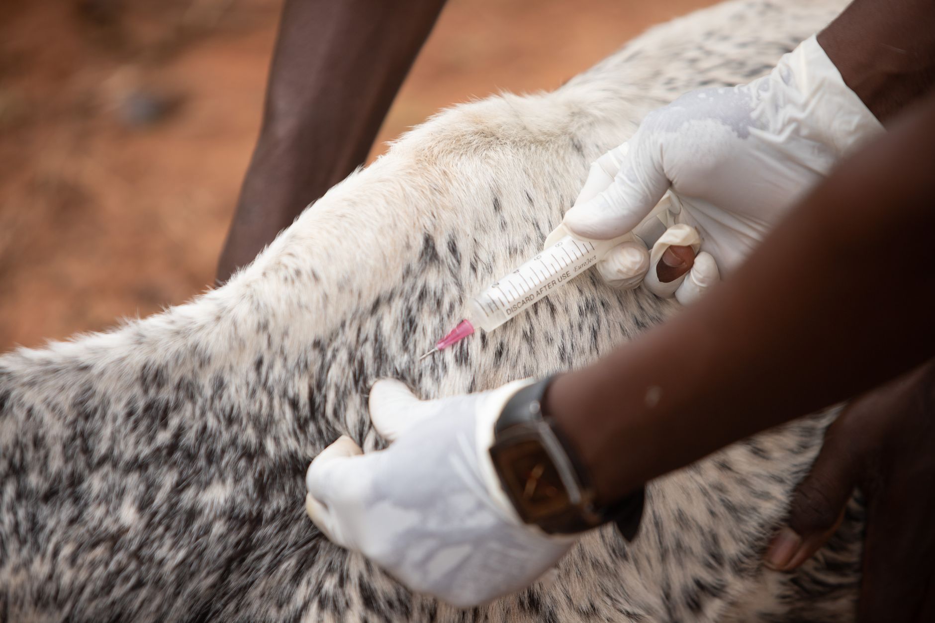 veterinarian cattle exam