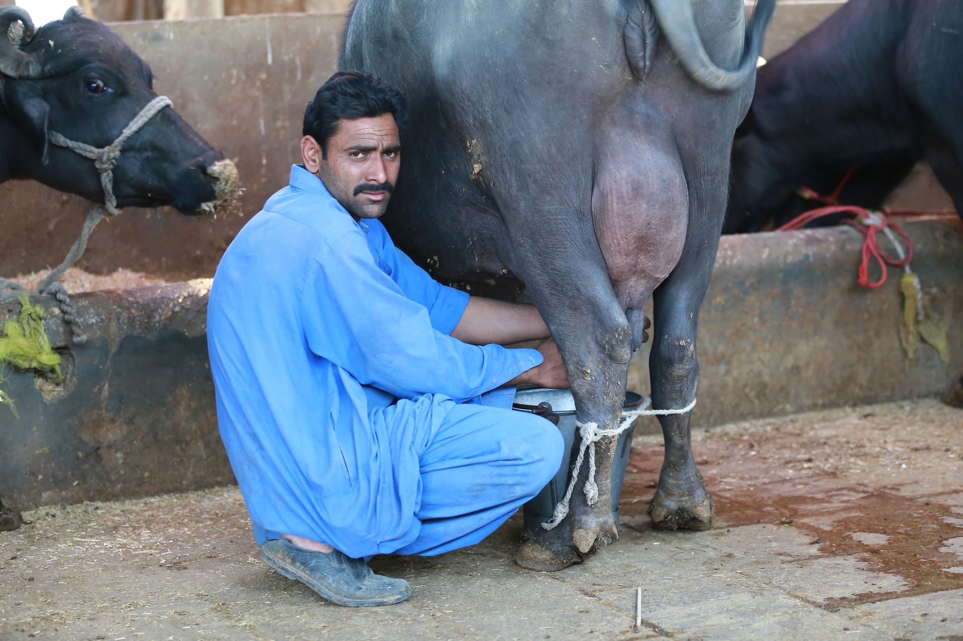 What Is a Foreign Animal? Definition, Import Rules, and Cross-Border ID