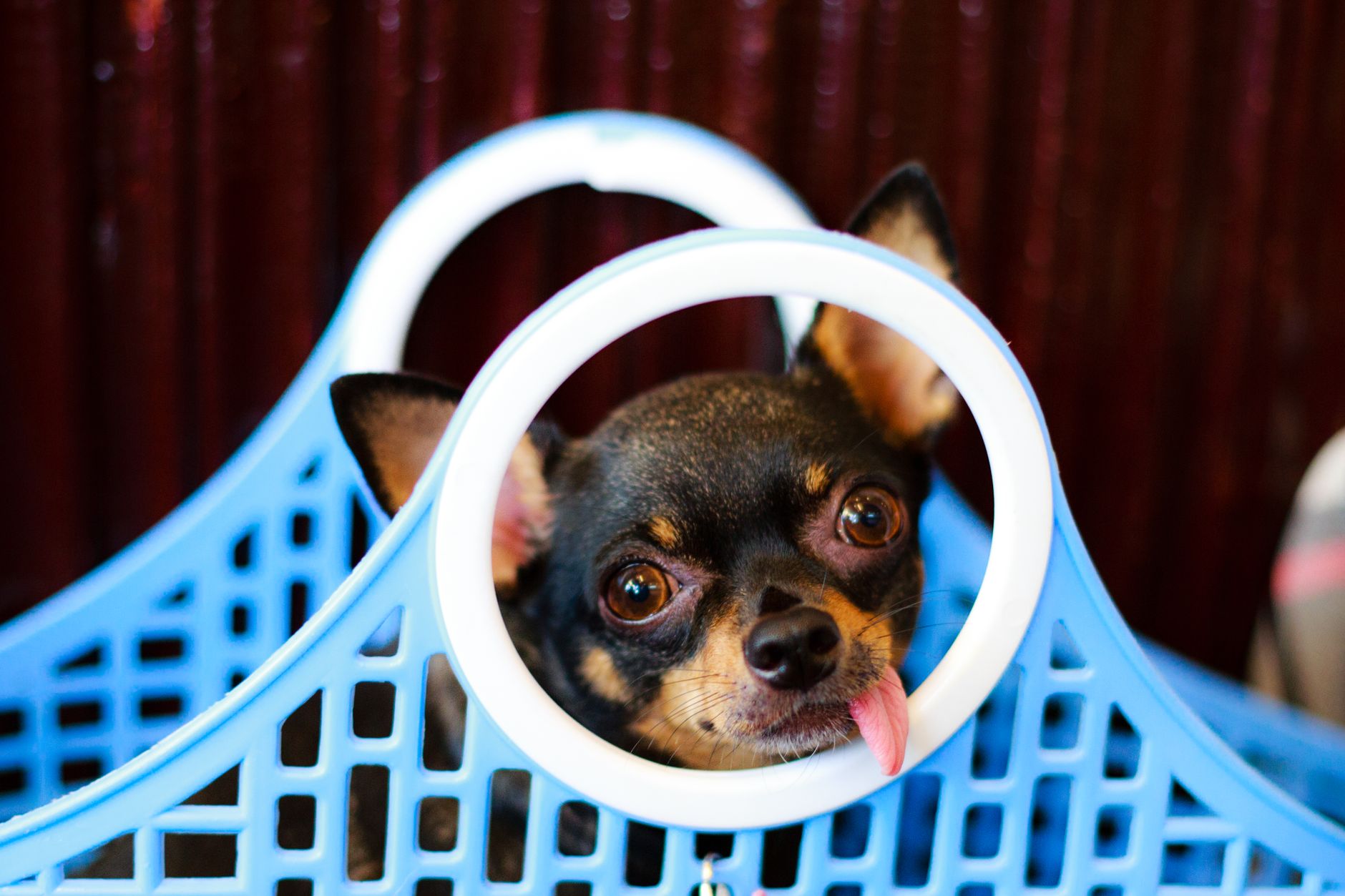 United Dog Policy: A Complete Guide to Flying With Your Dog in 2026