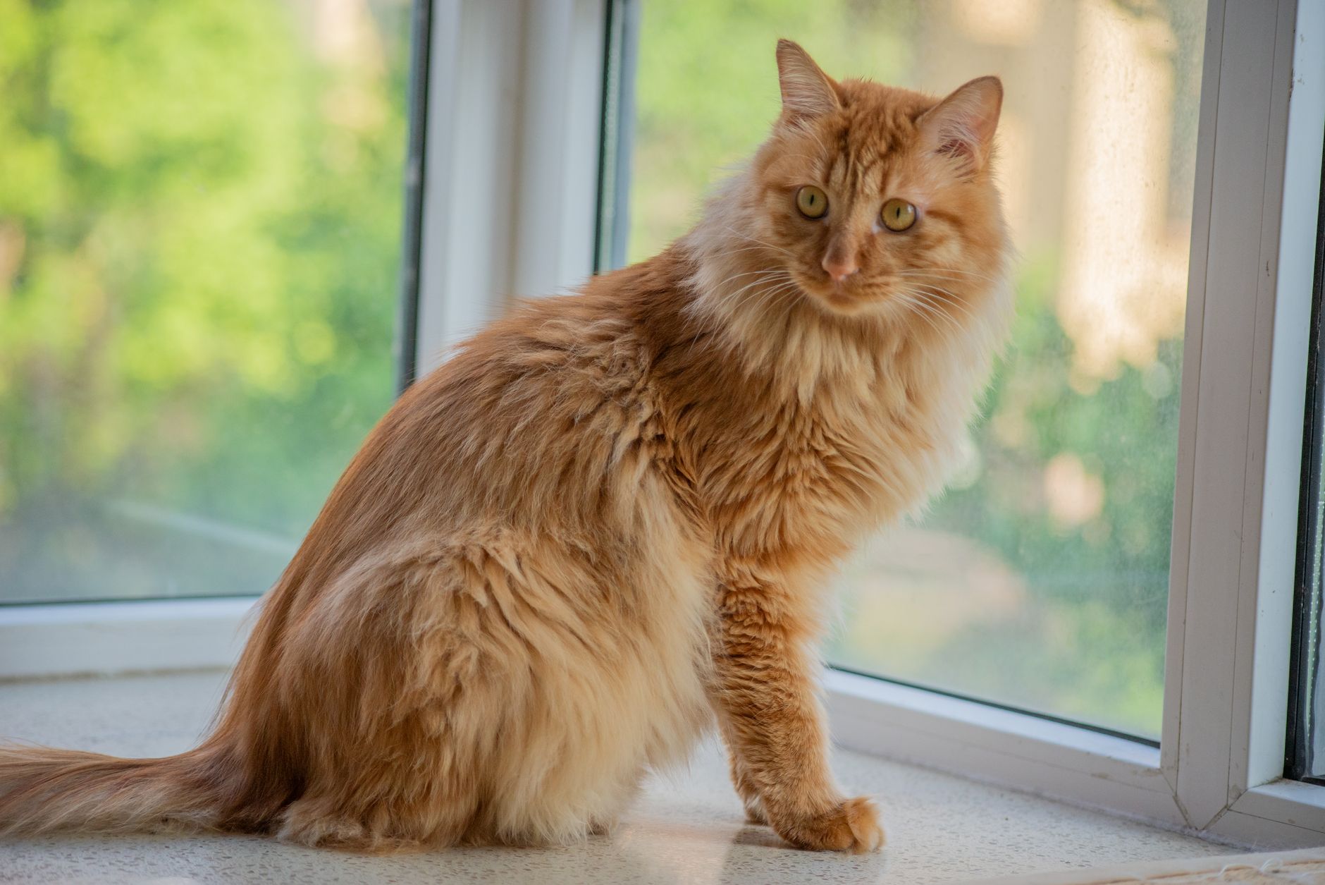 orange tabby cat sitting inside open plastic pet carrier at home