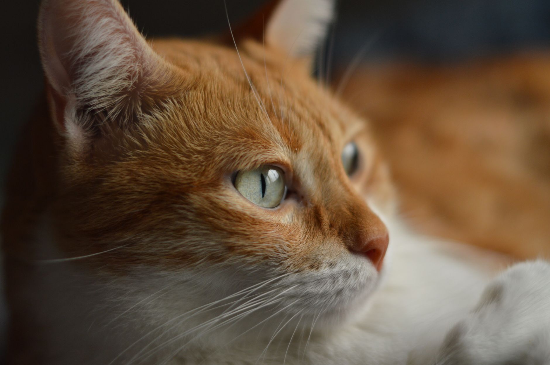 Travel Crate for Cats: Sizing, Airline Rules, and What Actually Gets You Through the Airport