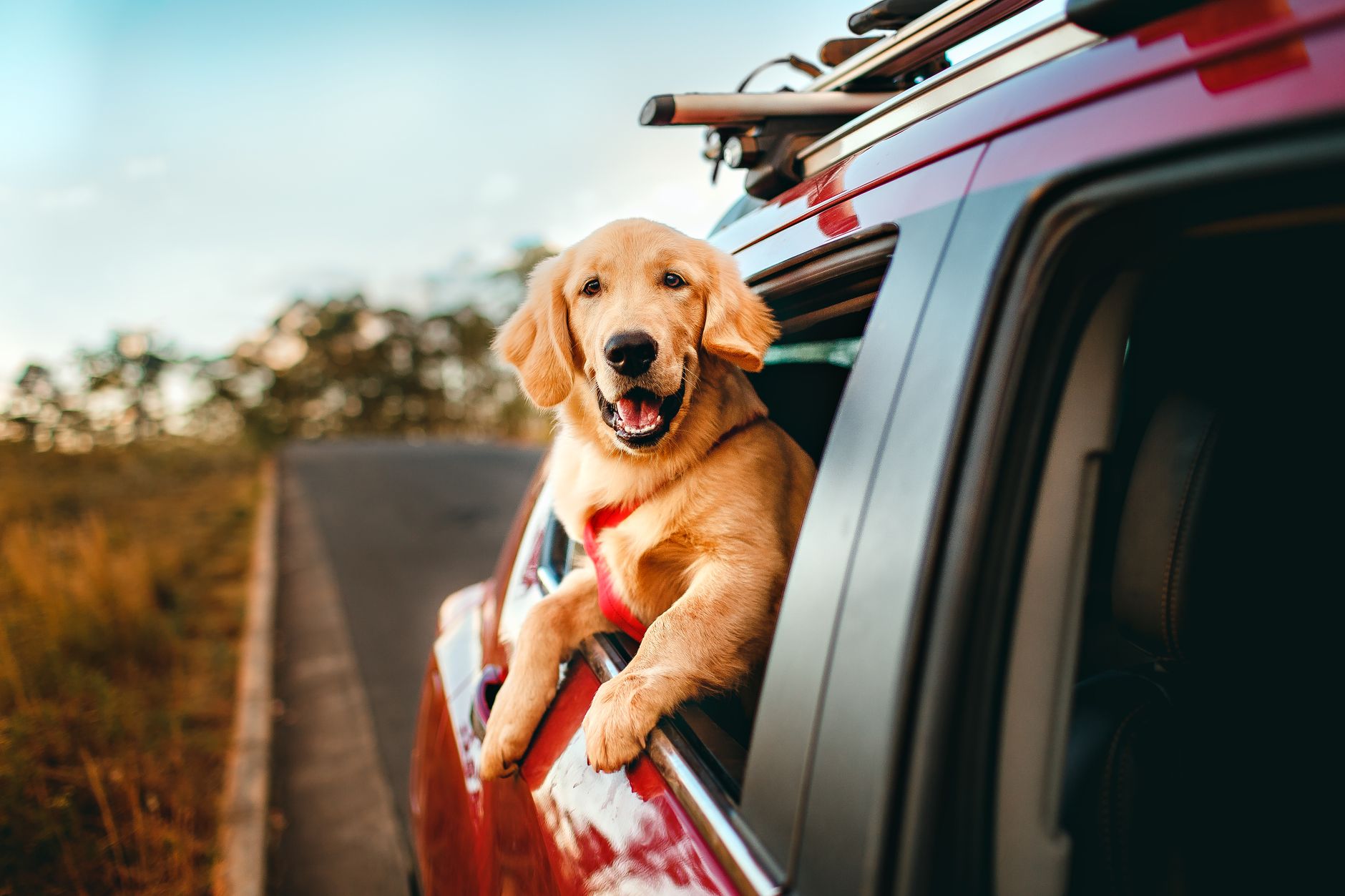 Dog Carriers for Puppies: How to Choose a Safe, Airline-Ready Carrier in 2026