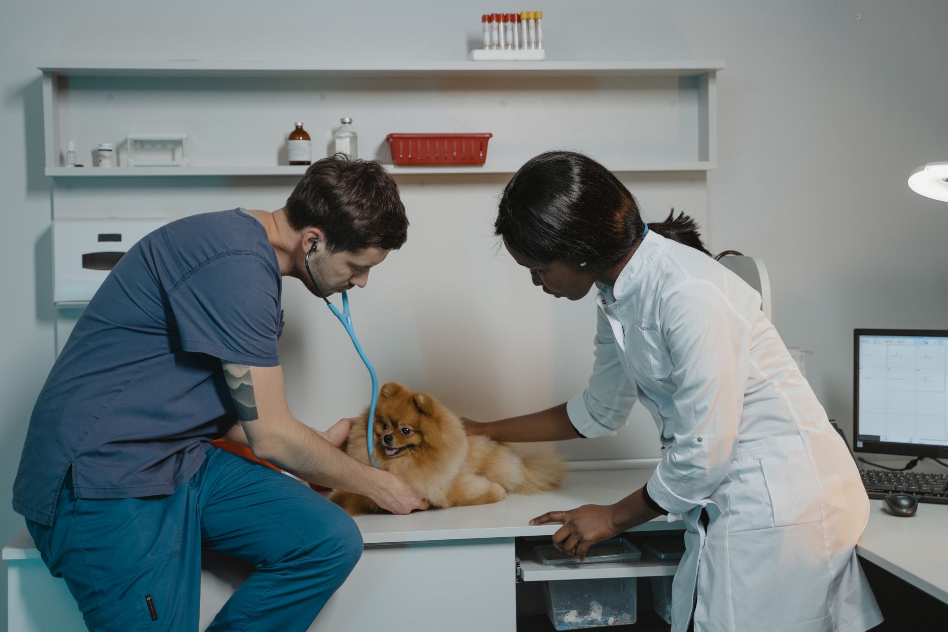 veterinarian examining dog for travel health certificate clinic