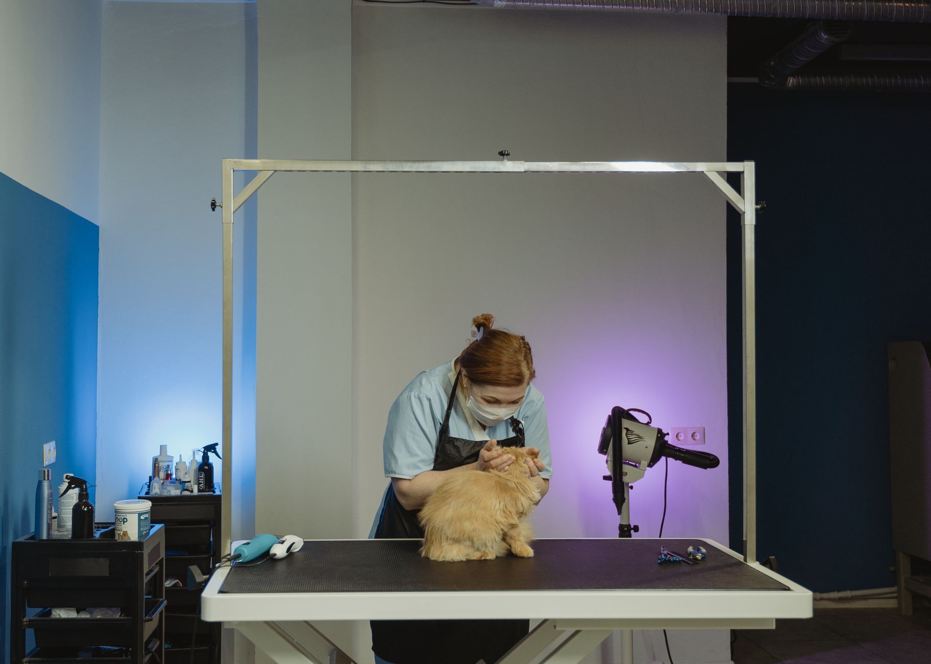 veterinarian writing pet health certificate for cat on exam table