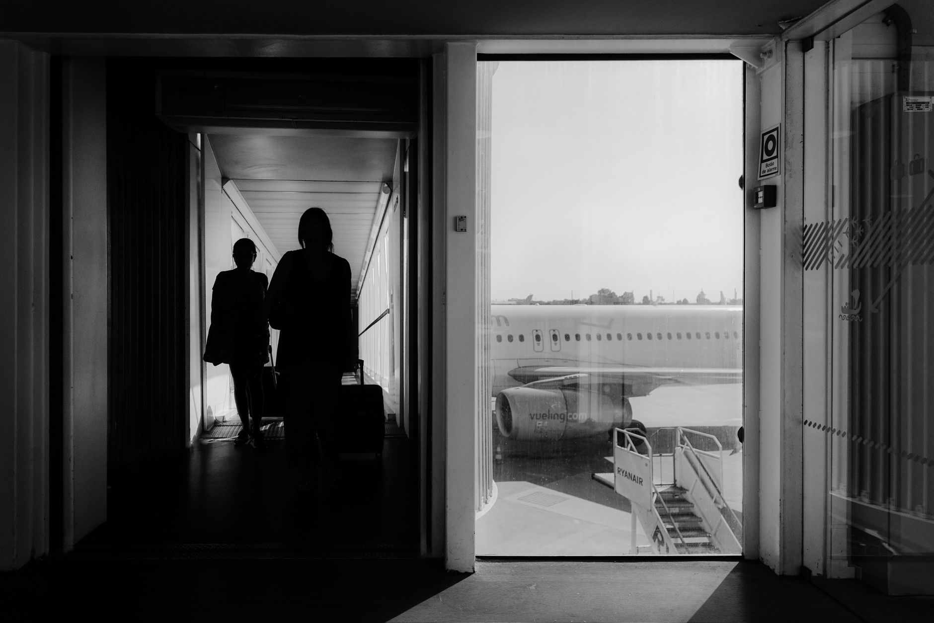 United Airline Pet Policy: Cabin Fees, Carriers, and Cargo Rules (2026)