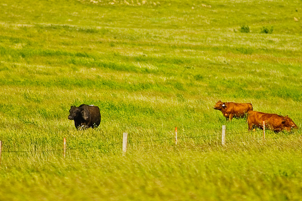 cattle ranch pasture