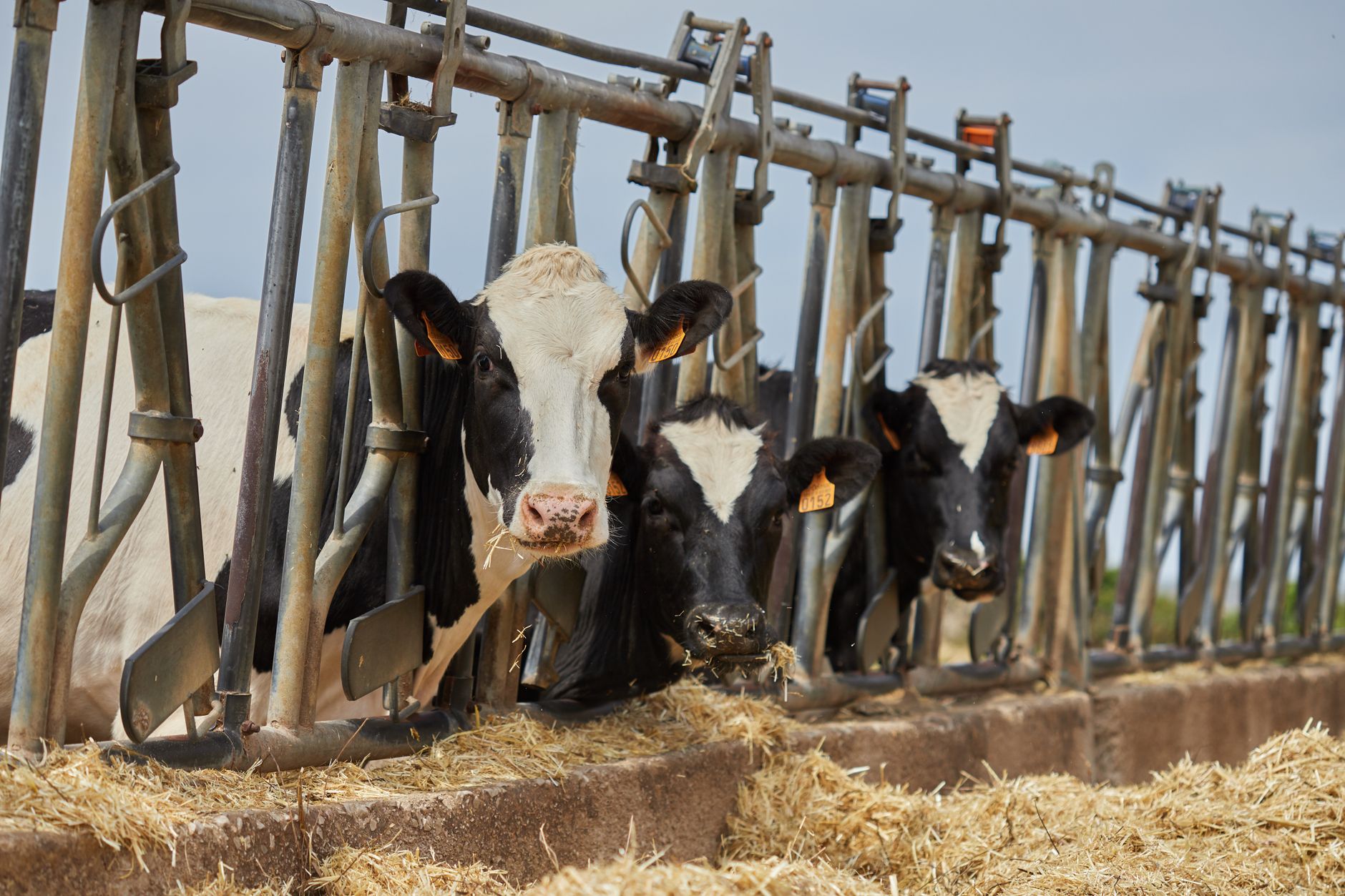 livestock quarantine pens at border inspection station