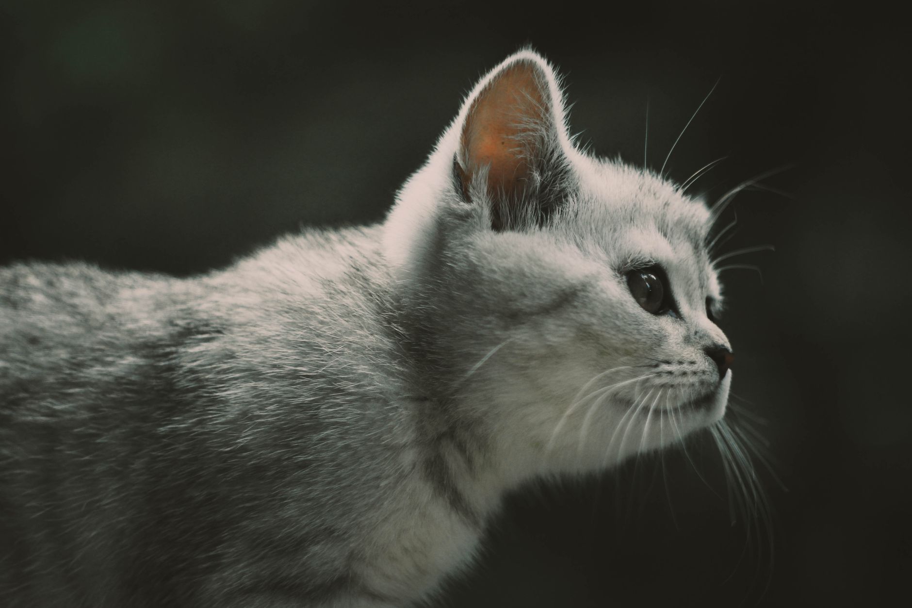 kitten in soft sided carrier