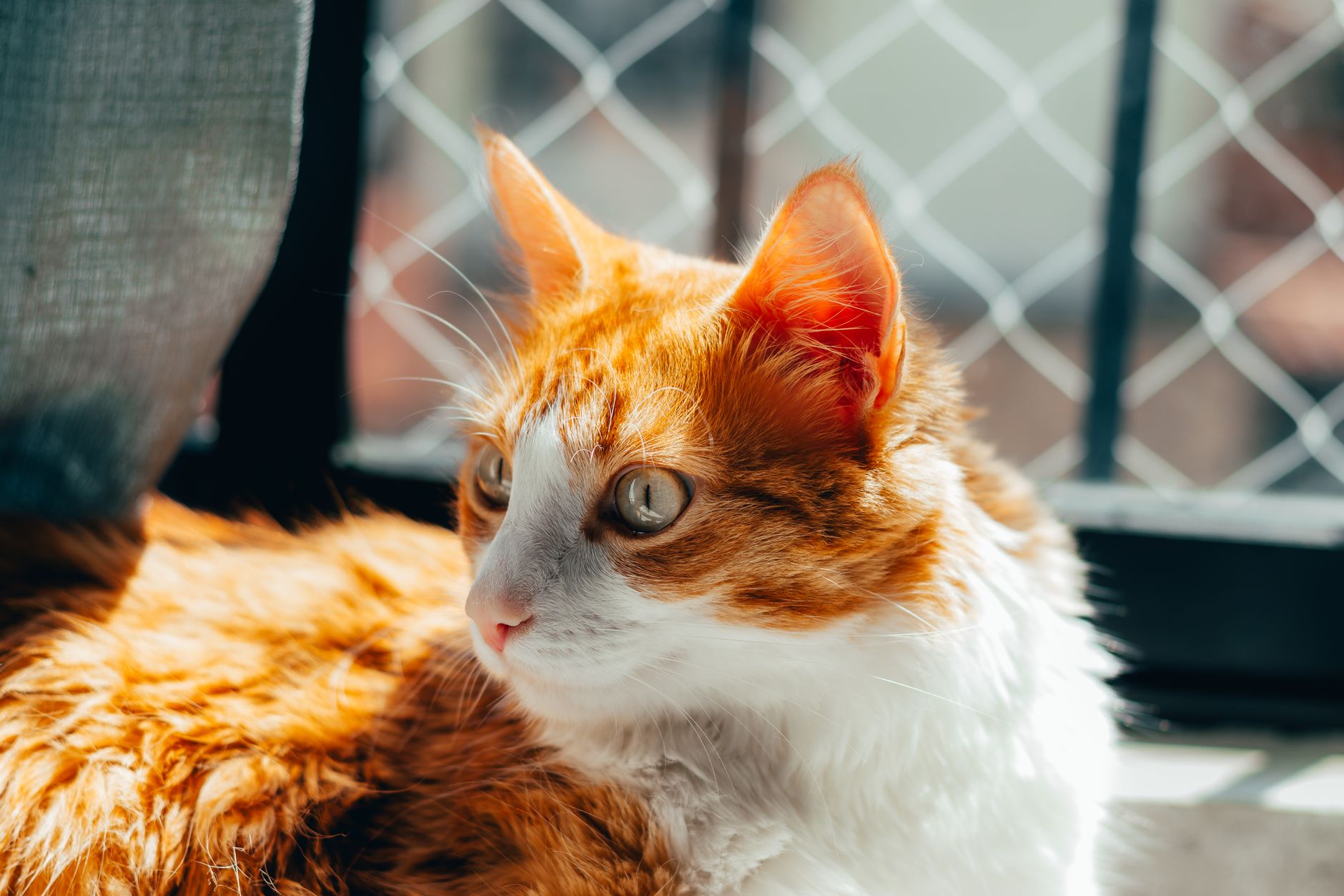 Small Pet Carriers for Cats: Size, Soft vs Hard, Airline Rules