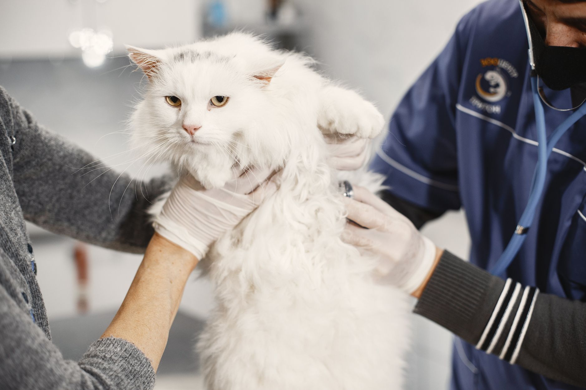 veterinarian signing health certificate cat travel clinic