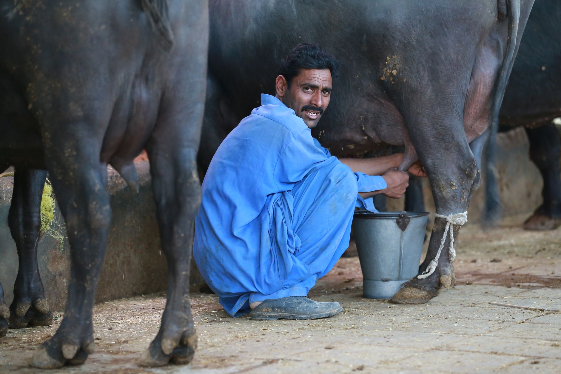 farmer using smartphone to photograph cattle in flooded pasture Pakistan