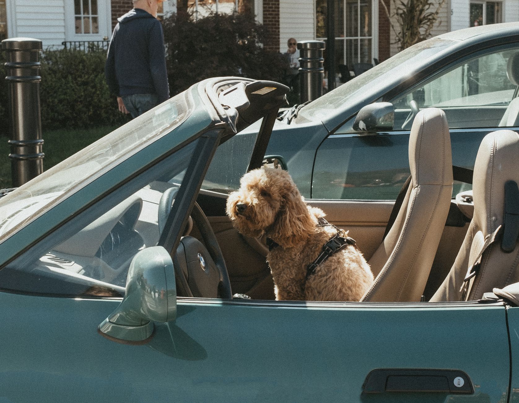 dog wearing travel harness in car back seat road trip