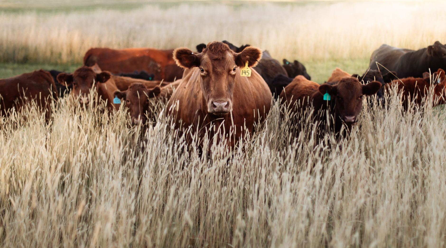 livestock farm herd
