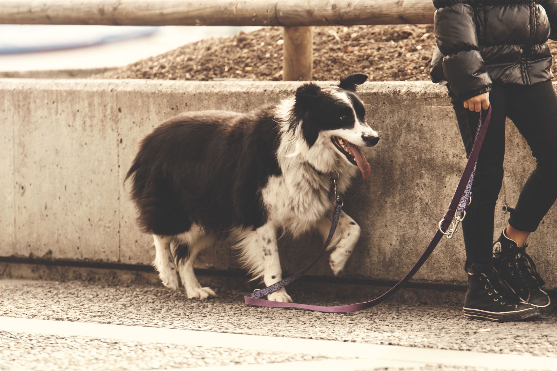traveler showing documents with leashed dog at border desk