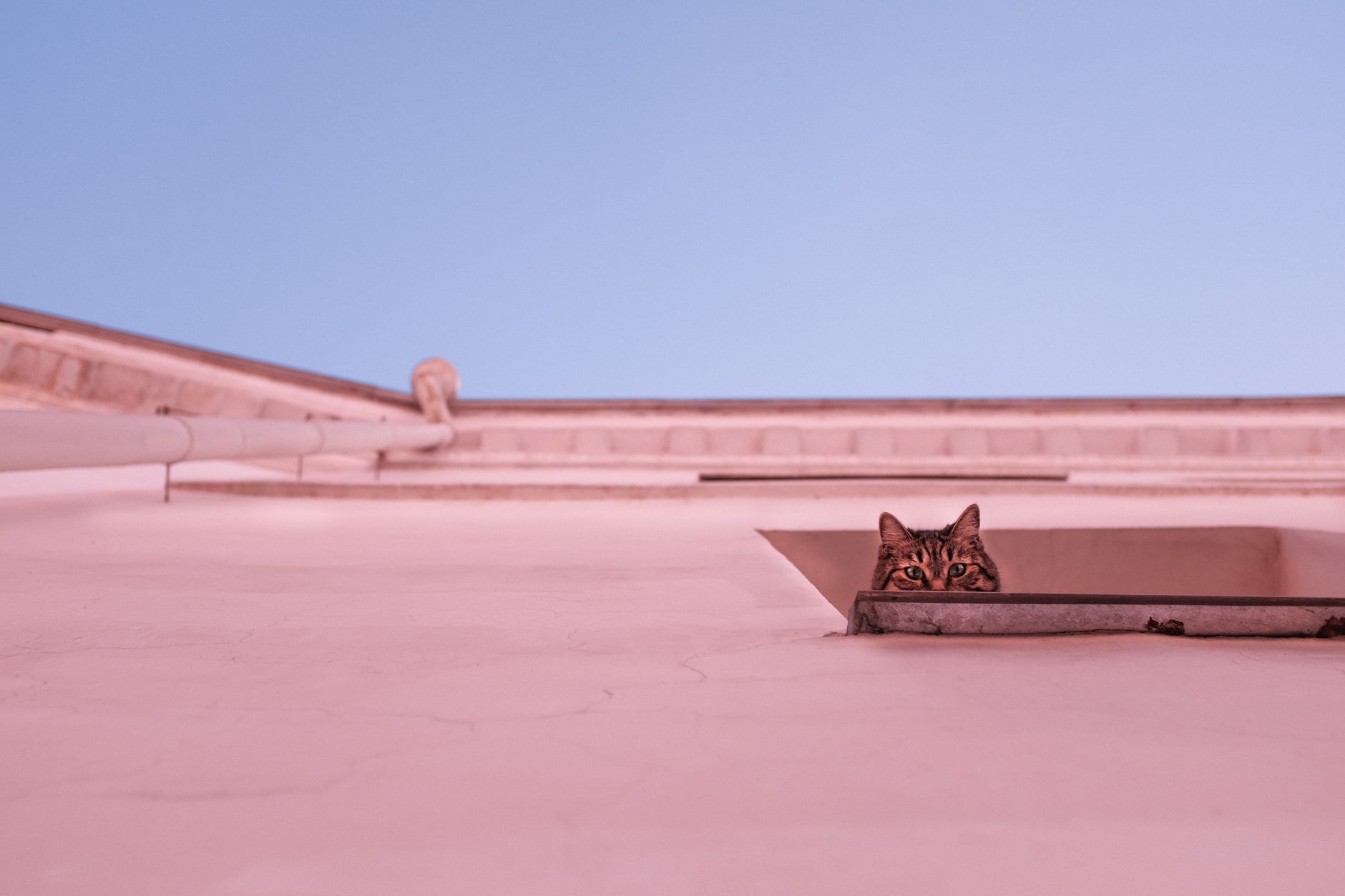 tabby cat peeking out of travel carrier at departure gate