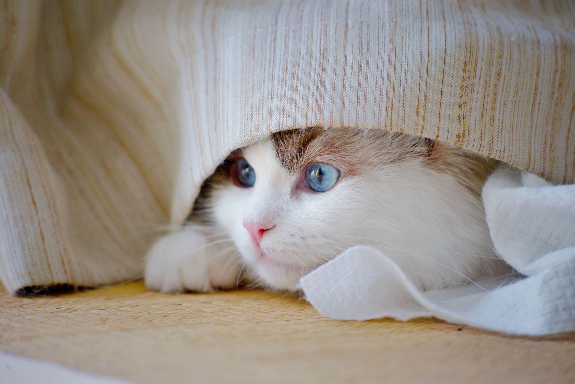 Cat on Airplane Cost: Airline Fees and Total Budget (2026)