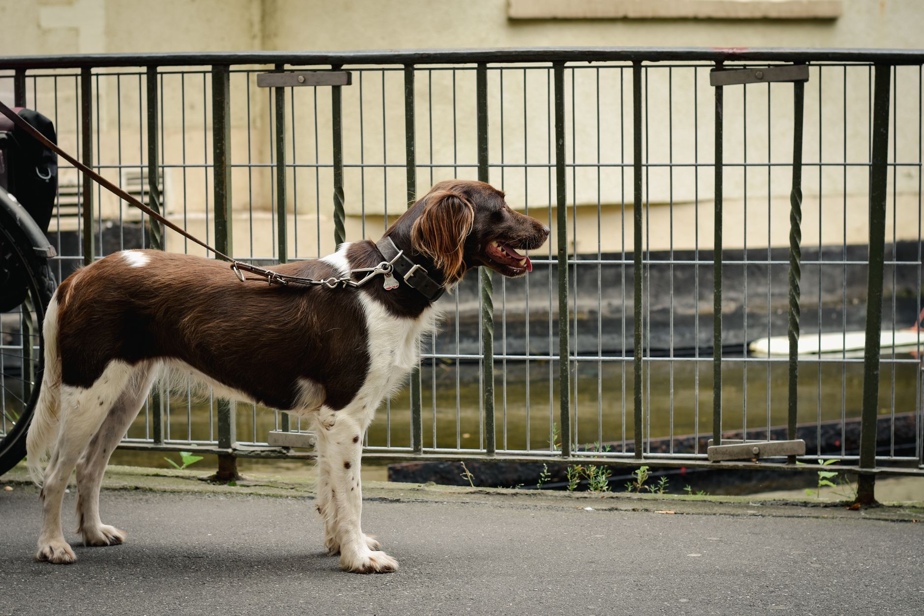 passenger boarding Italian domestic flight with medium sized dog on leash