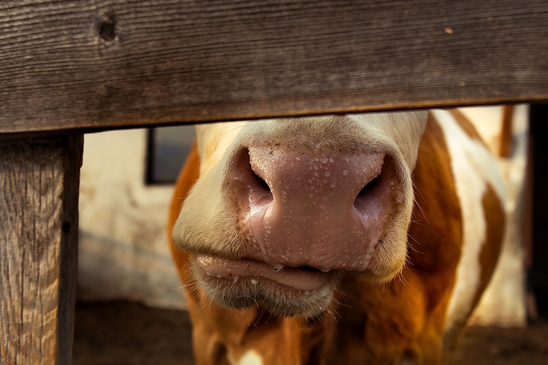 cattle muzzle livestock