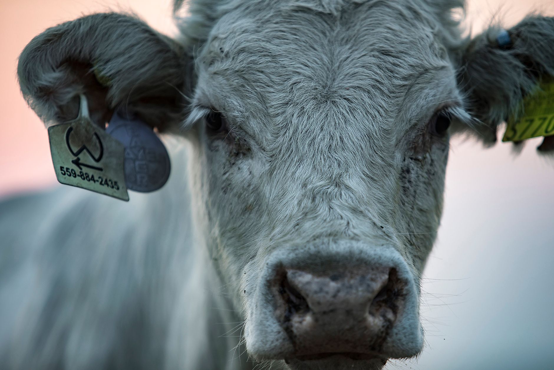 farmer checking cattle ear tag in flooded pasture