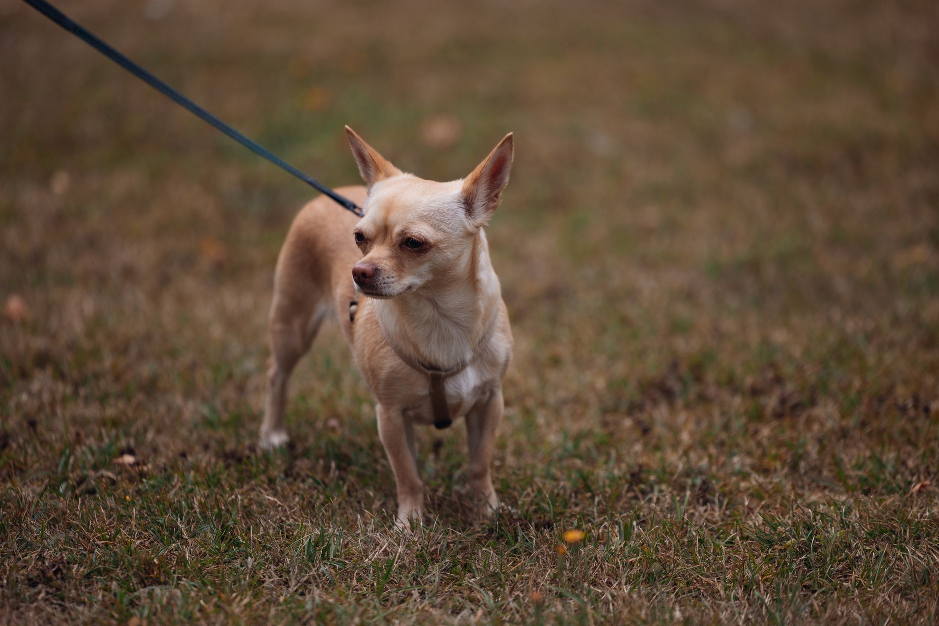 leashed small dog walking airport security checkpoint floor