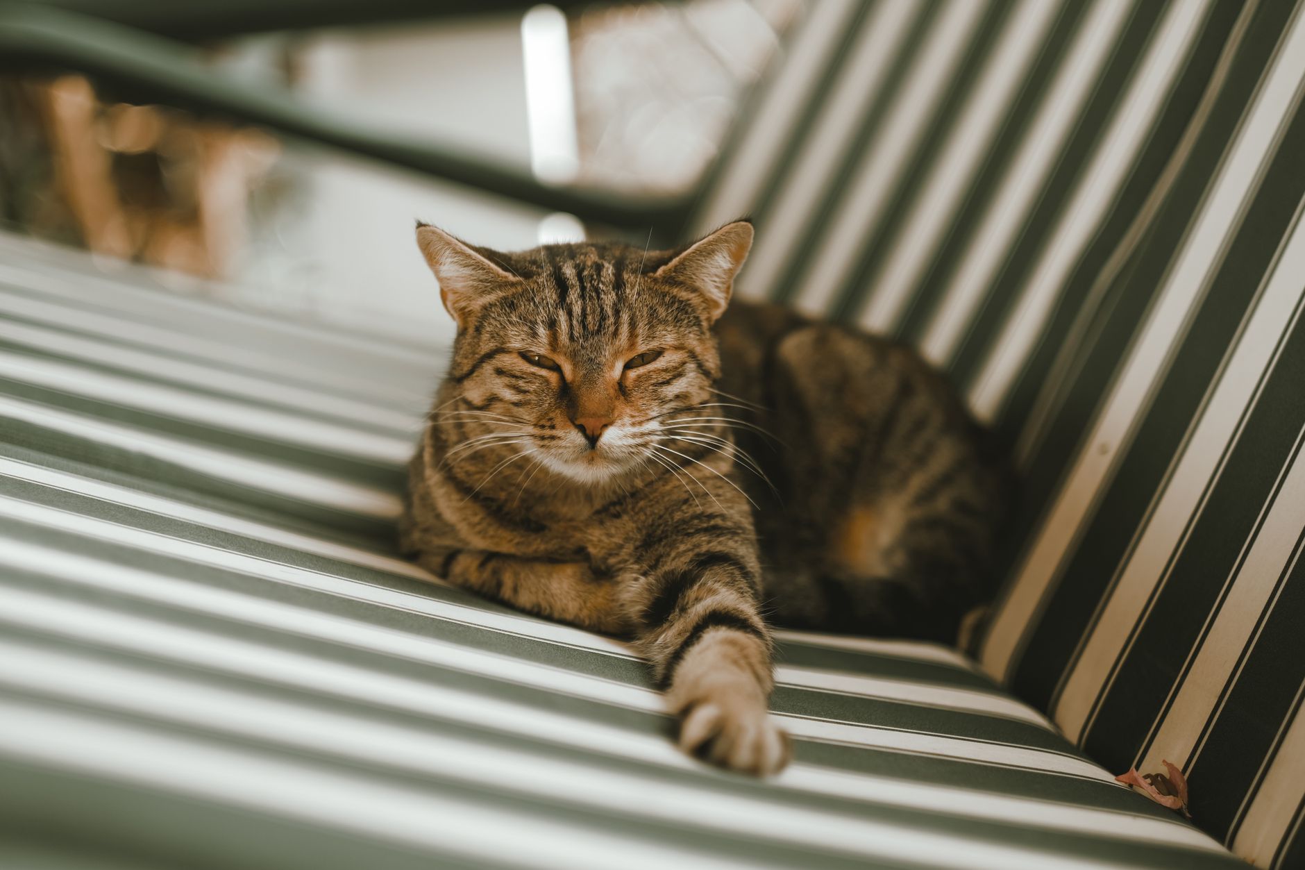 Carrier for Cats: How to Choose Soft, Hard, and Airline-Ready Options
